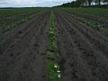 Leon Vissers Vissers aardbeiplanten BV America (14)